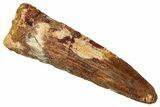 Fossil Spinosaurus Tooth - Real Dinosaur Tooth #329630-1